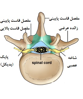 کانال نخاعی و حفره های درون مهره ای