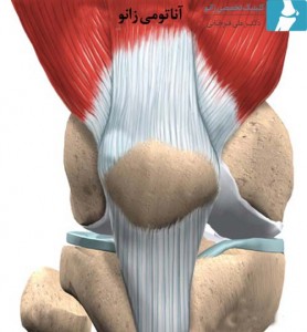 آناتومی زانو
