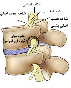 شاخه های عصبی ستون فقرات