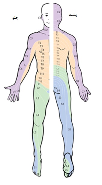 شاخه های عصبی ستون فقرات