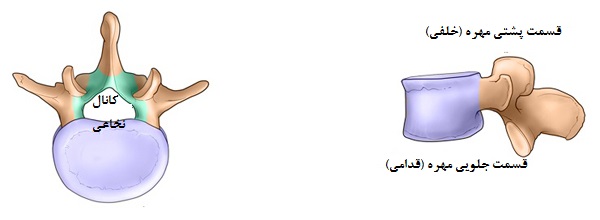 ساختمان هر مهره